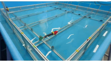 Flow Perception and Flow-Resistant Locomotion for Robotic Fish